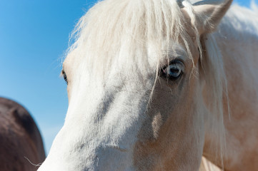 Muzzle of white horse