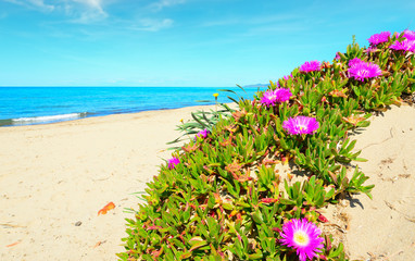 pink flowers by the sea