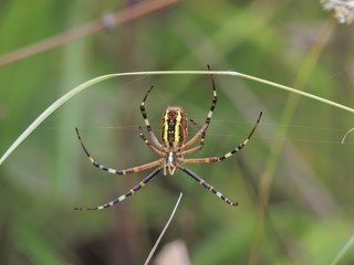 spider 