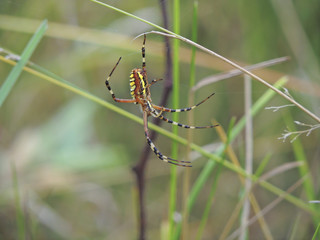 spider 
