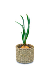 Sprouting onions in a wicker basket