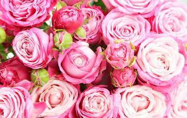 beautiful pink roses background, close up