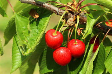 Sweet cherries hanging on a tree branch, outdoors