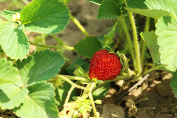 Strawberry bush in the garden, outdoors
