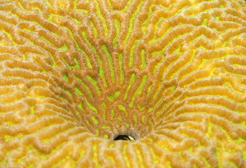 texture coral reef