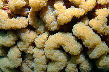 texture coral reef