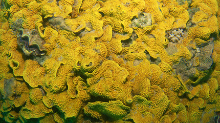 texture coral reef