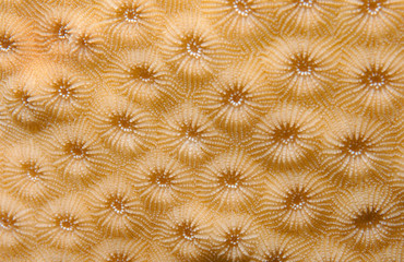 Fototapeta premium texture coral reef