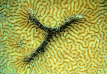 texture coral reef