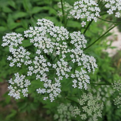 Aegopodium podagraria