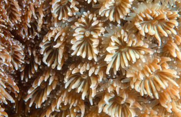 texture coral reef