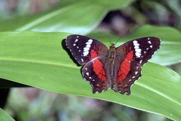 Borboleta brasileira