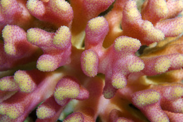 Naklejka premium texture coral reef