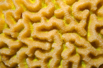 texture coral reef