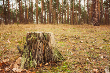 Autumn Forest. Russian Nature