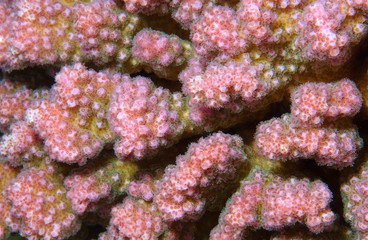 texture coral reef