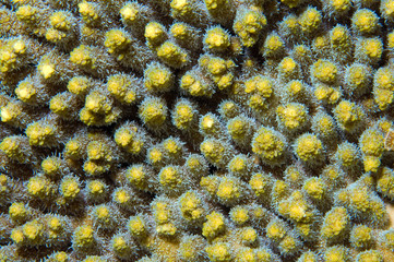 texture coral reef