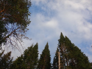 Вершины деревьев на фоне голубого неба с облаками