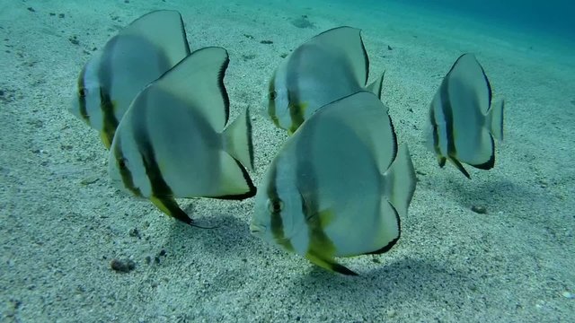 Three teira batfish or longfin batfish (Platax teira) on the sand 