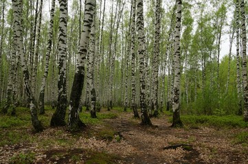 берёзовая роща