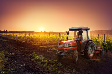 Tractor in the vineyard at sunset