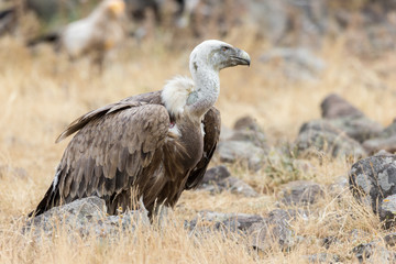 Eurasian Griffon  Gyps fulvus