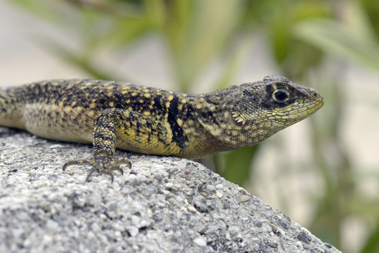 Calango lagarto muito comum no Brasil