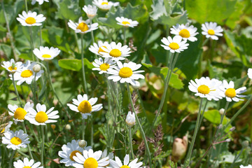 Fototapeta premium camomile meadow