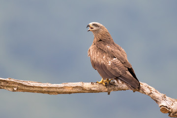 Black Kite Milvus migrans