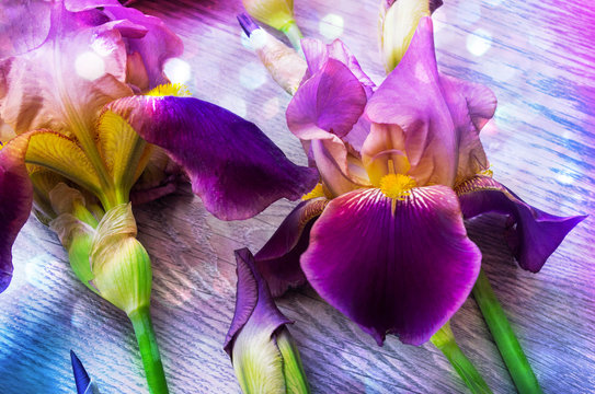 Purple iris flowers background