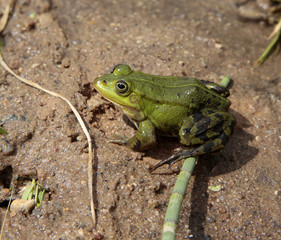frog sitting on the sand side view