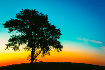 Fototapeta na wymiar Silhouette Of Old Tree In Sunset Colors