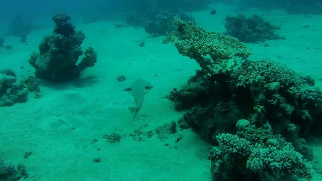 &nbsp;thornback guitarfish&nbsp;(Platyrhinoidis triseriata) Red sea, 