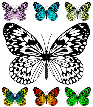 Butterfly vector template with samples. Easy editable wings colo
