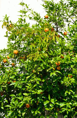 Mandarin tree.