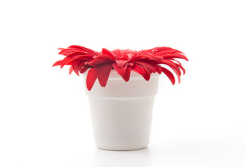red gerbera