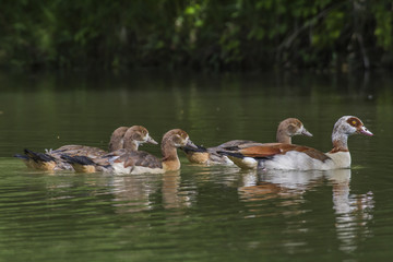 Nilgans (Alopochen aegyptiaca)