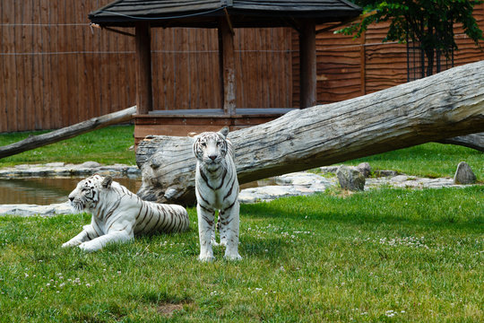 Biały tygrys bengalski