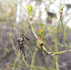 Young sprout of a dogrose near a dried last year's fruit as the