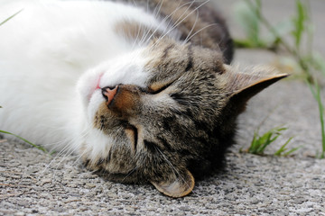 Eine kleine Katze schl&auml;ft