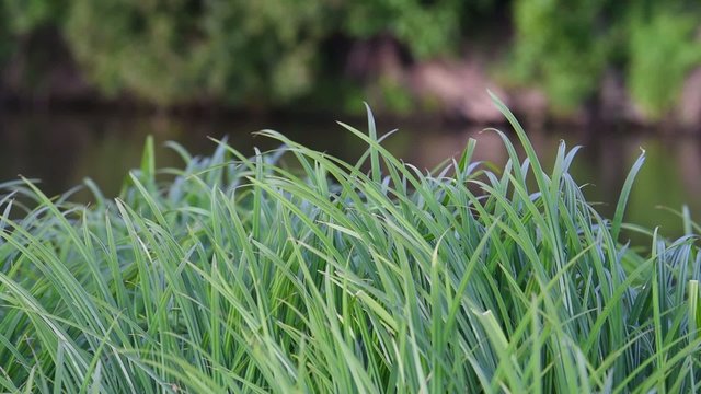 Wehendes Gras Zeitlupe