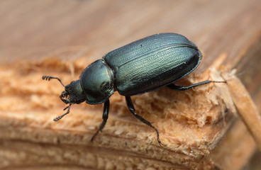 Naklejka premium Platycerus beetle on wood