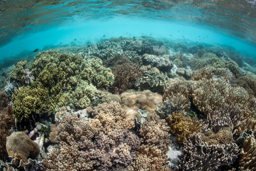 Healthy Coral Reef in Shallows