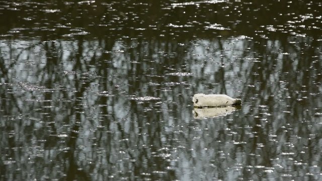 Environmental destruction: plastic bottle floating at water