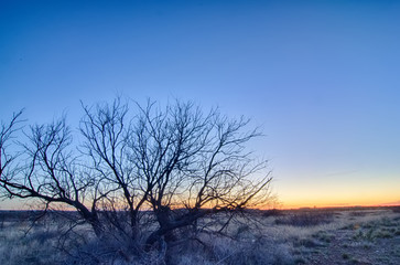 Fototapeta na wymiar early morning with a lone tree branches in a new mexico desert