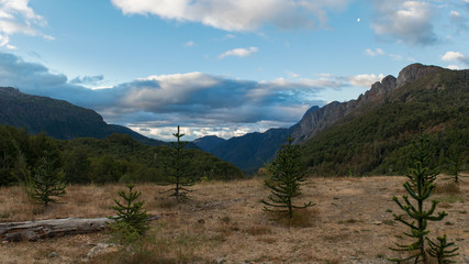 Glade with araucarias