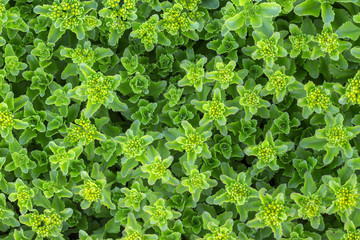 green leaf background