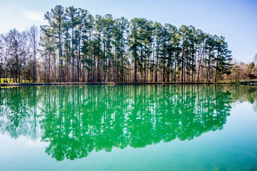 evergreens reflecting in a pond in spring on a sunny day