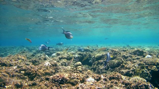 Schools of fish swim over the top of a coral reef, Red sea 