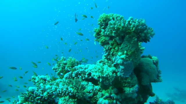 coral groper (Cephalopholis miniata) on the coral reef, Red sea 